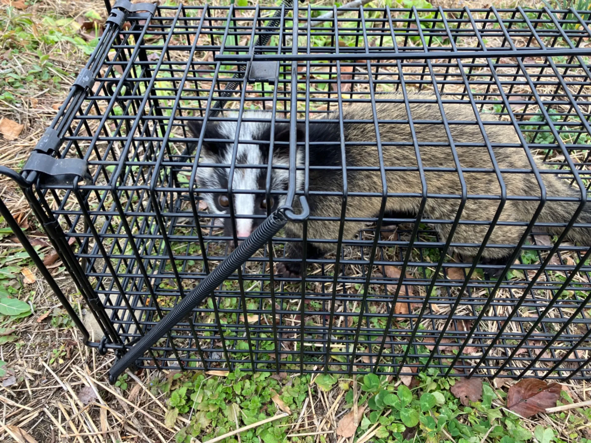 郡山市ハクビシン駆除の方法と注意点！害獣駆除業界のプロが解説